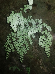 Adiantum fragile