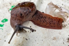 Stanisicarion freycineti
