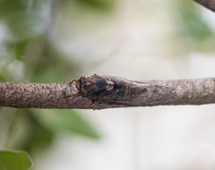 Birrima varians