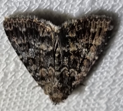 Condica aroana