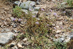 Ziziphora clinopodioides