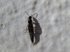 Raphirus