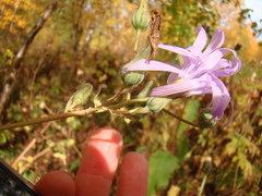 Cicerbita macrophylla uralensis