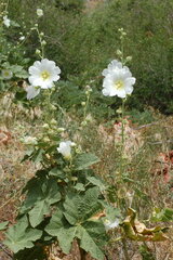 Alcea nudiflora