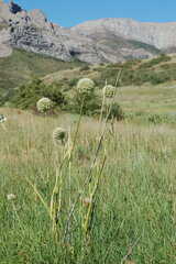Allium drobovii