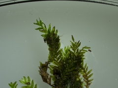Fissidens