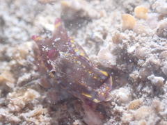 Philinopsis speciosa