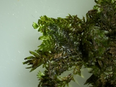 Fissidens