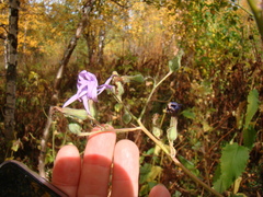 Cicerbita macrophylla uralensis