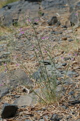 Centaurea virgata squarrosa