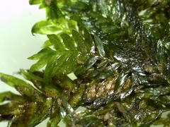 Fissidens