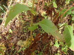 Cicerbita macrophylla uralensis