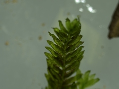 Fissidens