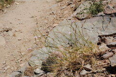 Acantholimon