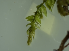 Thamnobryum alopecurum