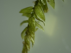 Thamnobryum alopecurum