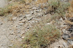 Acantholimon