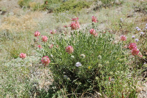 Astragalus pulcher