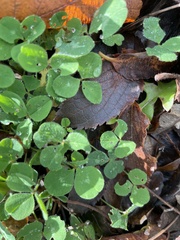 Trifolium repens