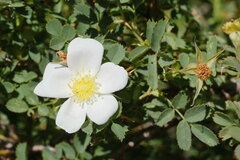 Rosa beggeriana