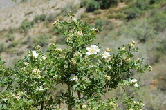 Rosa beggeriana