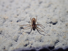 Microlinyphia pusilla