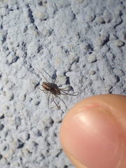 Microlinyphia pusilla