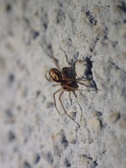 Microlinyphia pusilla