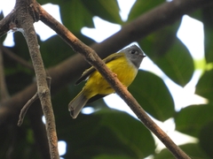 Culicicapa ceylonensis