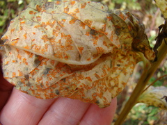 Coleosporium