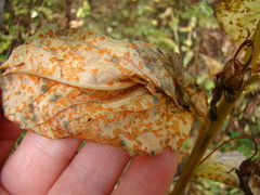 Coleosporium
