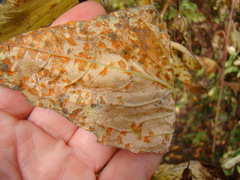 Coleosporium
