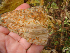 Coleosporium
