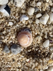 Bembicium nanum