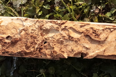 Dendroctonus micans