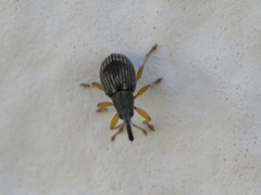 Kalcapion semivittatum