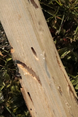 Dendroctonus micans