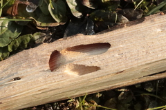 Dendroctonus micans