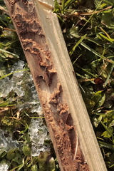 Dendroctonus micans