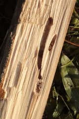 Dendroctonus micans