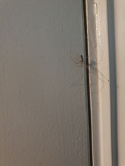 Pholcus phalangioides