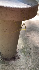 Cladoxerus
