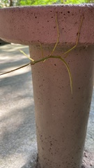 Cladoxerus