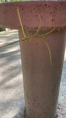 Cladoxerus