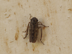 Euscelidius variegatus