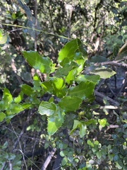 Citronella mucronata
