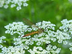 Nephrotoma flavescens