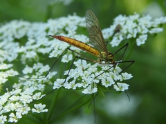 Nephrotoma flavescens