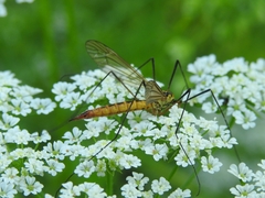 Nephrotoma flavescens