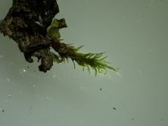 Hygroamblystegium varium